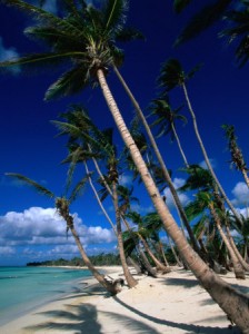 palm Palm trees and coral sands