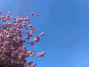 Bucklesham_Road_20110422